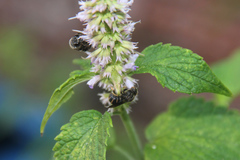 Stelis