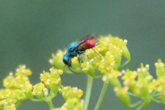 Chrysis