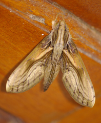 Xylophanes media