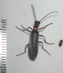 Lydomorphus bisignatus
