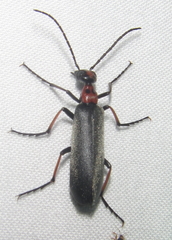 Lydomorphus bisignatus