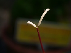 Peperomia polybotrya