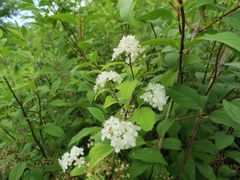 Spiraea