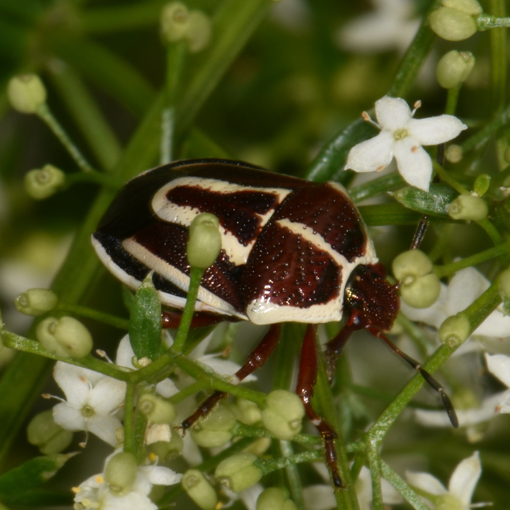 Perillus circumcinctus