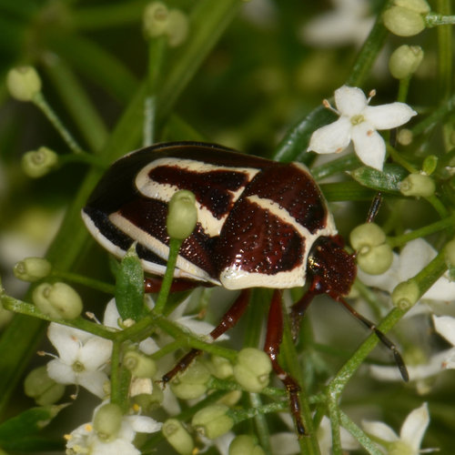 Perillus circumcinctus