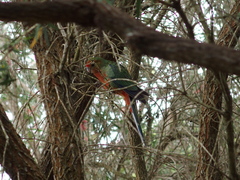 Platycercus icterotis icterotis