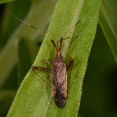 Phytocoris lasiomerus