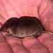 Crowned Shrew - Photo (c) 2013 Simon J. Tonge, some rights reserved (CC BY)