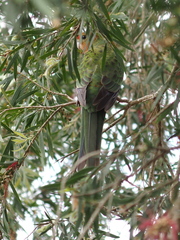 Platycercus icterotis icterotis