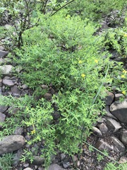 Hypericum lobocarpum