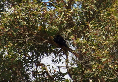 Corvus coronoides perplexus