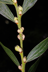 Acacia rostriformis