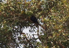 Corvus coronoides perplexus