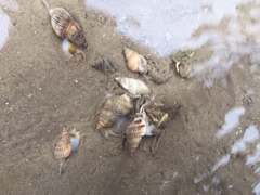 Nassarius variciferus