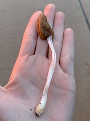 Conocybe deliquescens
