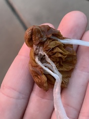 Conocybe deliquescens