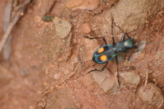 Pseudoxycheila