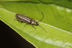 Afronycha puberula