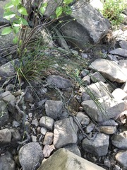 Juncus coriaceus