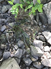 Juncus coriaceus