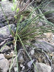 Juncus coriaceus