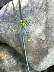 Juncus coriaceus