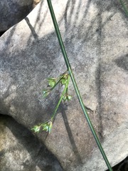 Juncus coriaceus