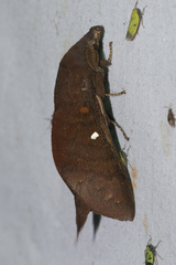 Suana concolor