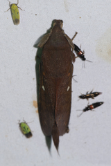 Suana concolor