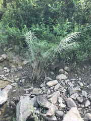 Amsonia hubrichtii