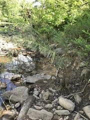 Amsonia hubrichtii