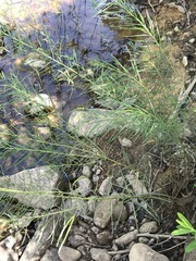 Amsonia hubrichtii