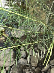 Amsonia hubrichtii