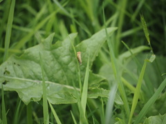Chrysoteuchia culmella