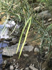 Amsonia hubrichtii