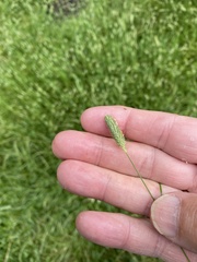 Phleum bertolonii