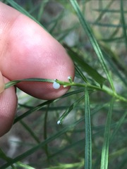 Amsonia hubrichtii