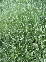 Phleum bertolonii