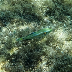 Symphodus ocellatus