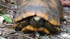 Chelonoidis denticulatus