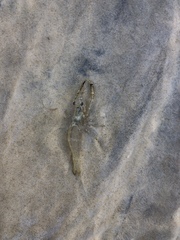 Macrobrachium australiense