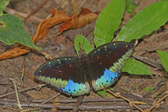 Lexias dirtea