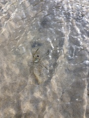 Macrobrachium australiense