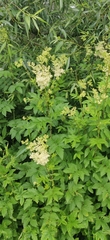 Filipendula ulmaria