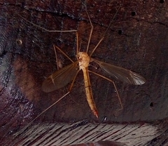 Lunatipula