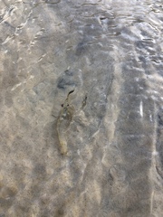 Macrobrachium australiense