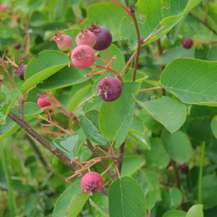 Amelanchier