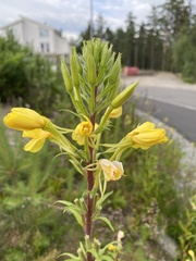 Oenothera rubricaulis