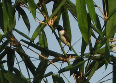 Spermestes fringilloides