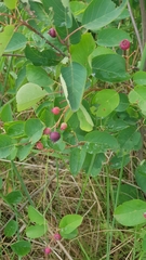 Amelanchier